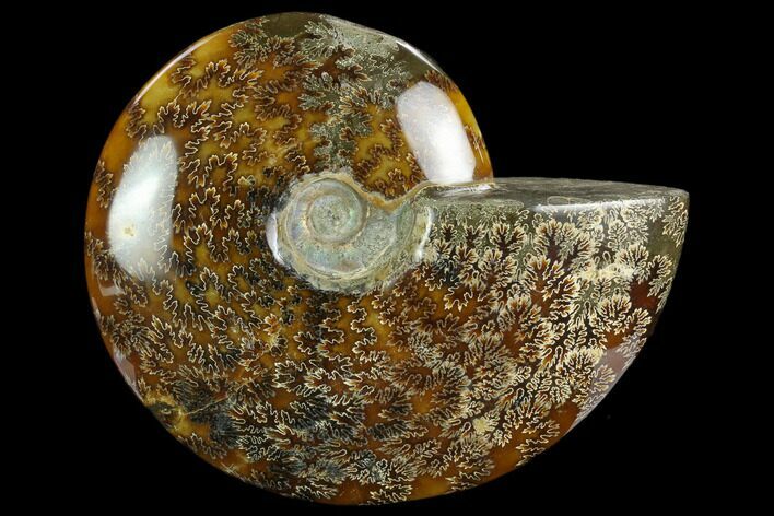 Polished Ammonite (Cleoniceras) Fossil - Madagascar #127199